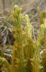 Huperzia australiana. Mature plant showing developing bulbils in axils of leaves. Image: L.R. Perrie © Te Papa CC BY-NC 4.0